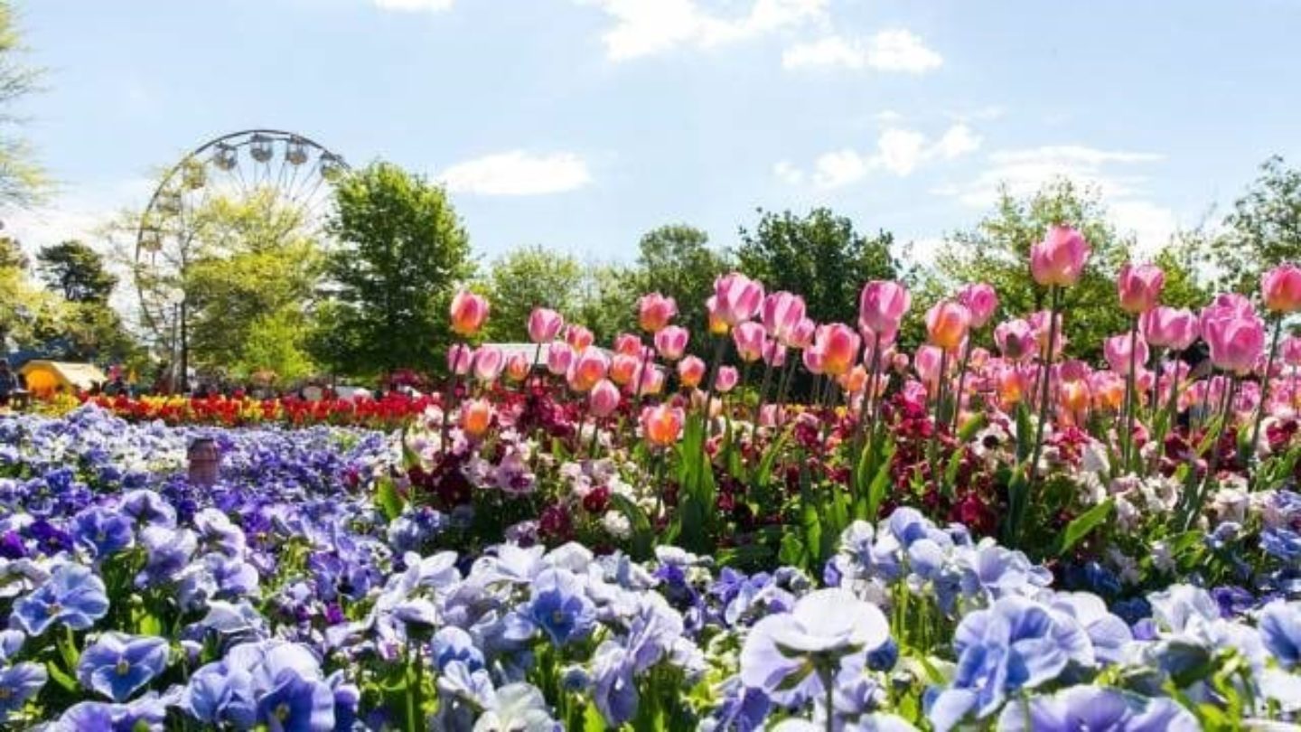 Australina Spring How Many Blooms Does It Take To Welcome Australian Spring?