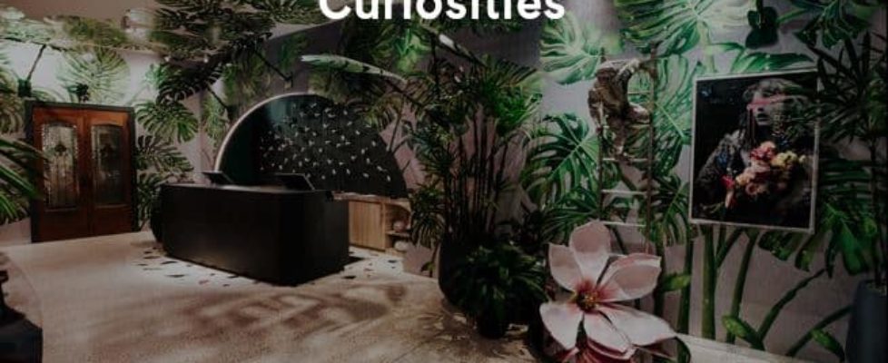 Curated Curiosities