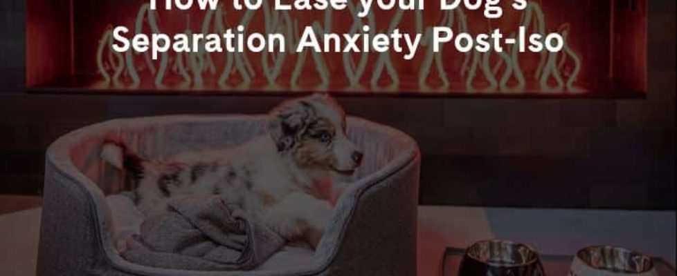 How to Ease your Dog’s Separation Anxiety Post-Iso
