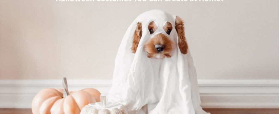 Halloween Costumes You Can Create at Home!