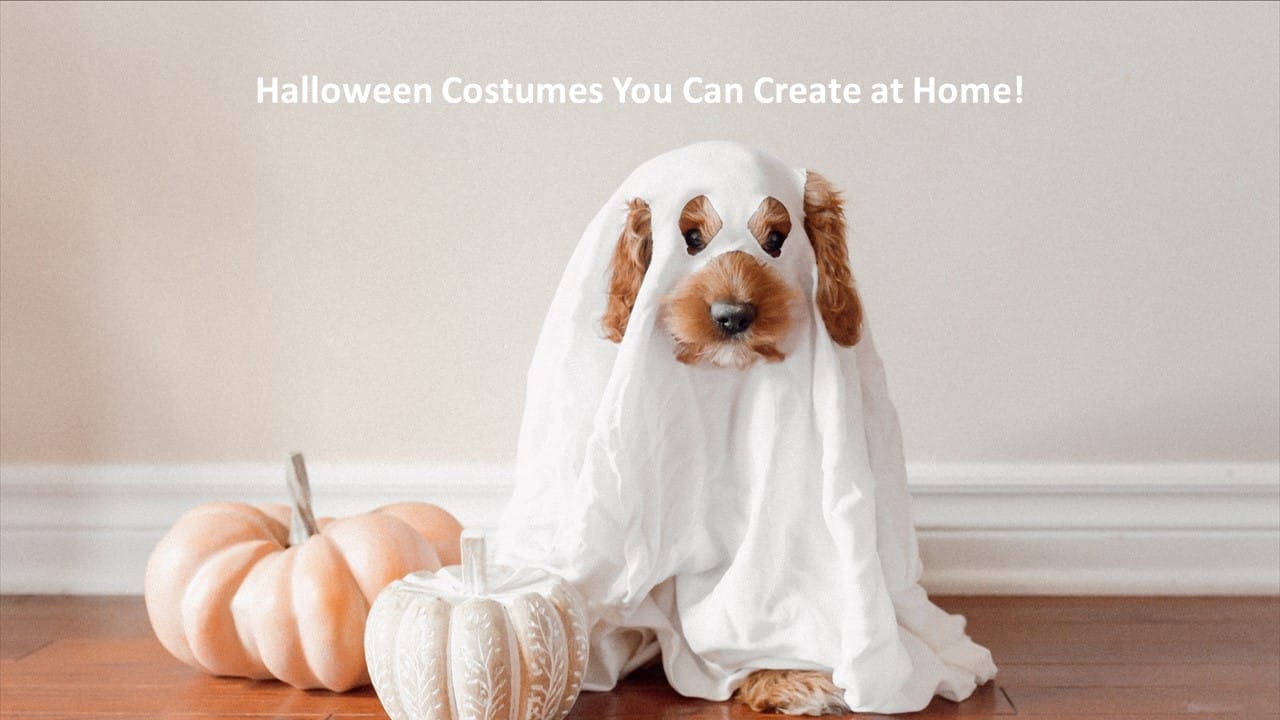 Halloween Costumes You Can Create at Home!