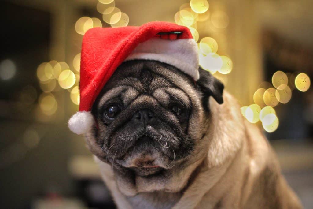Pug with Santa hat