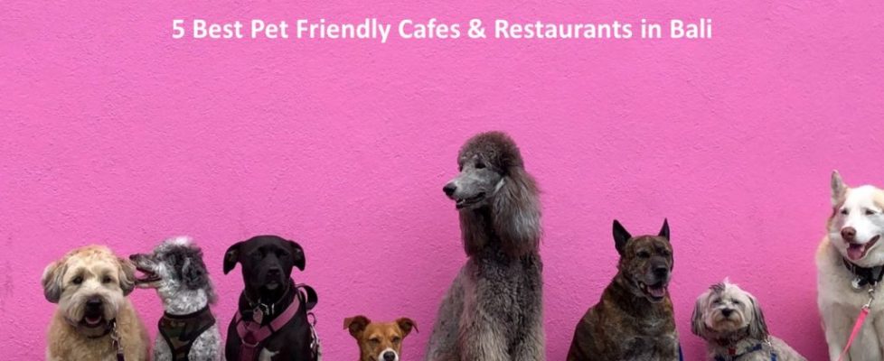 5 Best Pet Friendly Cafe & Restaurants in Bali