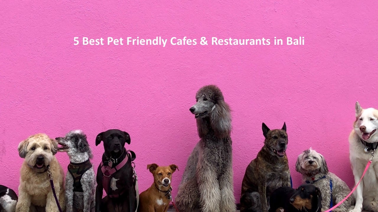 5 Best Pet Friendly Cafe & Restaurants in Bali