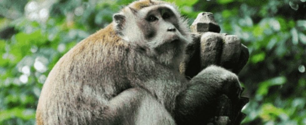 monkey in bali