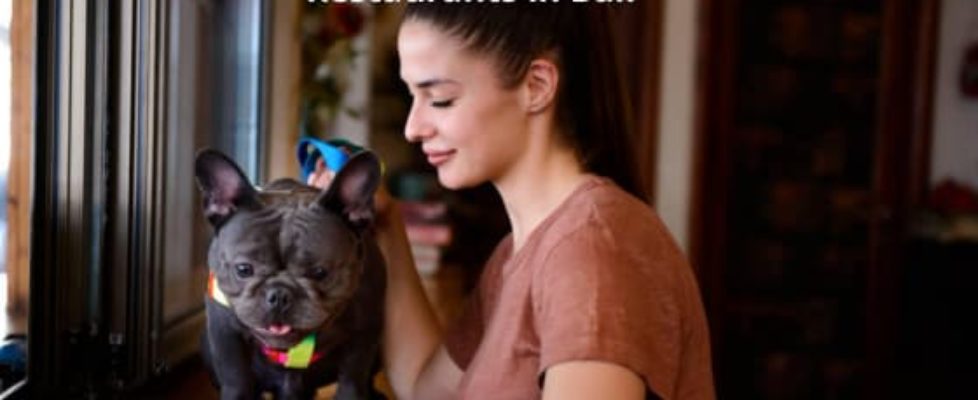 pet friendly places in bali