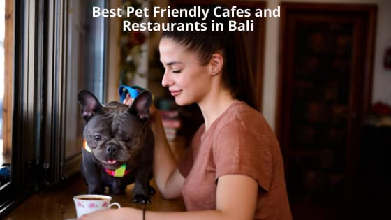 pet friendly places in bali