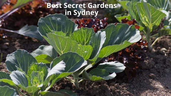 Best Secret Gardens in Sydney
