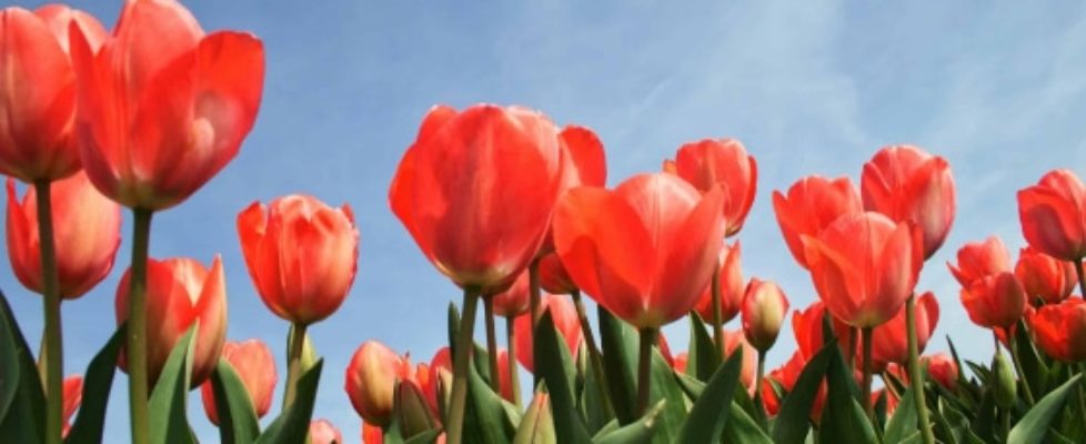 Tulip festival