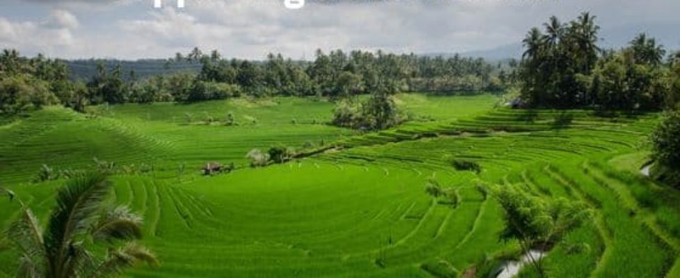 greener bali