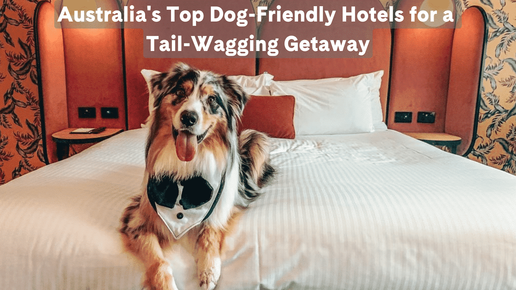 Australia's Top Dog-Friendly Hotels for a Tail-Wagging Getaway