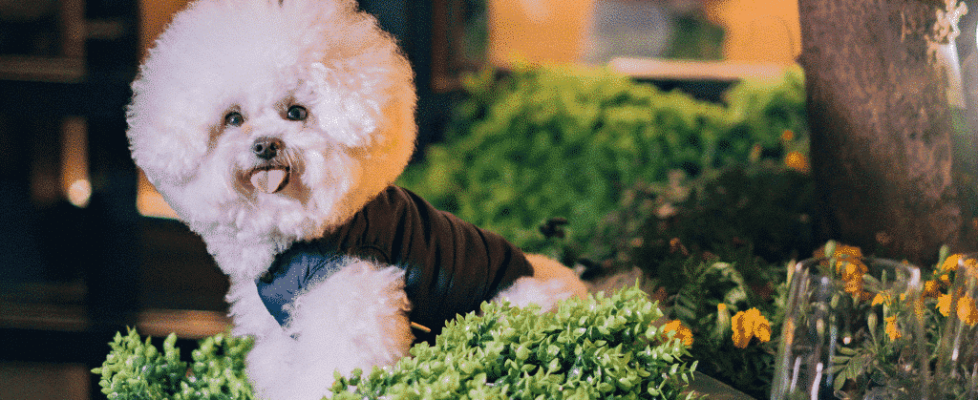 Hong Kong’s Pet-Friendly Restaurants & Cafes